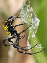 Banana Spider Entombing A Grasshopper - Hawaii Big Island