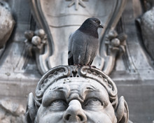 Pigeon Sitting On A Threatened Sculpture