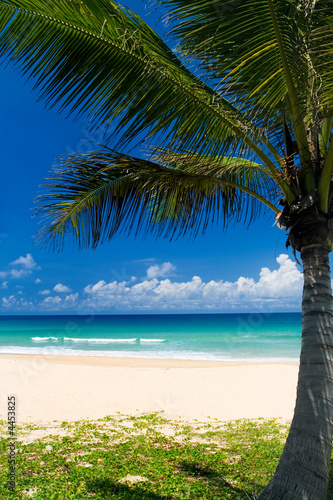 Jalousie-Rollo - Palm tree on a tropical beach (von Martin Valigursky)