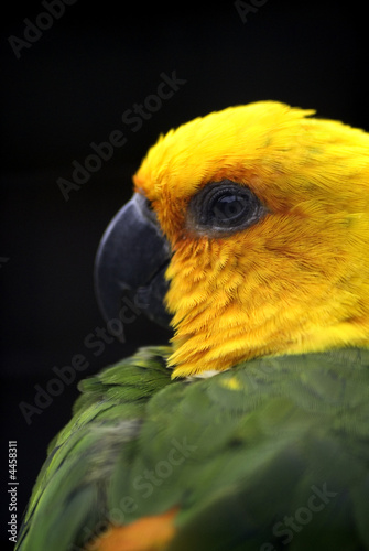 Obraz na płótnie canvas czteroczęściowy "tetraptyk" Żółta głowa conure
