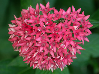 Sticker - pentas, fleurs étoilées