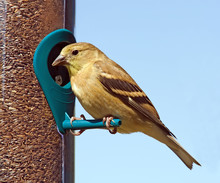 American Goldfinch On A Feeder. Blue Sky Background.