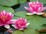 water lily