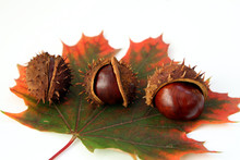 Chestnuts And Autumn Leaf