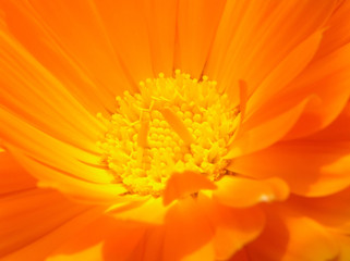 Poster - orange flower