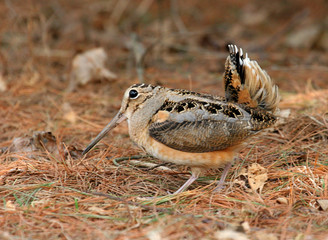 Sticker - american woodcock courtship display