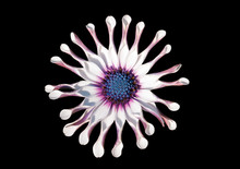 African Daisy Spooned Flower