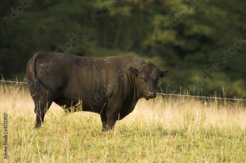Naklejka samoprzylepna Angus byk