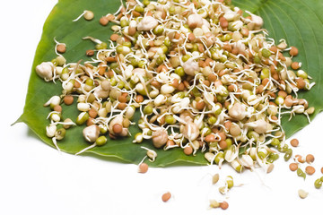 Mix of sprouts on a leaf