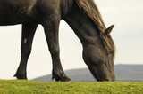 Fototapeta Konie - Horse grazing