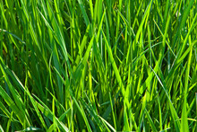 Long Fresh Green Grass