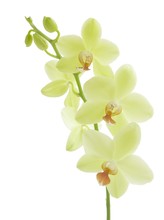 Bunch Of Yellow Orchid Flowers