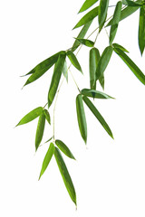 bamboo Leaves