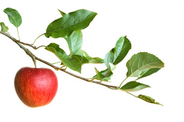 Wall Mural - apple on a branch