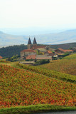 Fototapeta Góry - Autumn vineyards in France