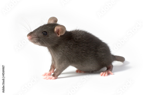 Foto-Banner - rat (von Oleg Kozlov)