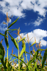 Wall Mural - Corn field