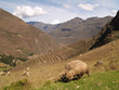 Pisac, Peruvian Terraced Landscape in the Sacred Valley
