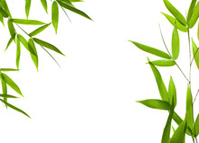 Bamboo- Leaves
