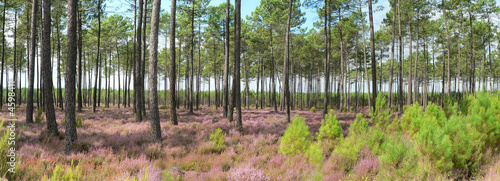 Plakat na papierze fotorealistycznym Wrzosy w rozkwicie pod lasem sosnowym Landes