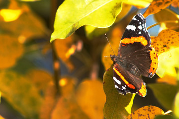 Red butterfly