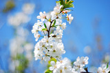 Fototapeta Kwiaty - white blossom flowers on blue sky