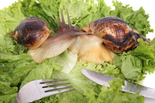 Snails As Dinner