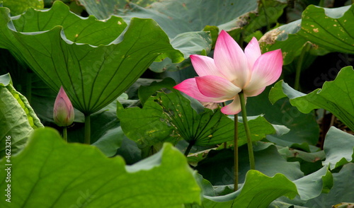 Fleur De Lotus Lac Hangzhou Chine Buy This Stock Photo