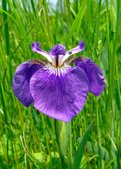 Canvas Print - Flower of Iris 7