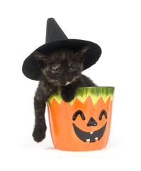 Poster - Kitten in a pumpkin jar