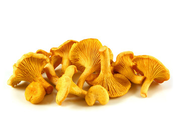 Chanterelles isolated