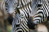 Fototapeta Konie - Zebras