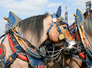 pferd, oktoberfest