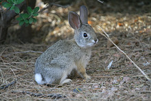 Cottontail