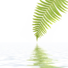 Fern Leaf On A White Background  And Its Reflection In Water.