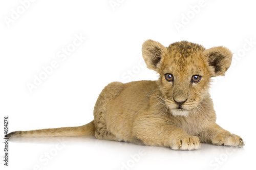 Jalousie-Rollo - Lion Cub (3 months) (von Eric Isselée)
