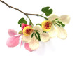 fleurs de bauhinia, arbre orchidée