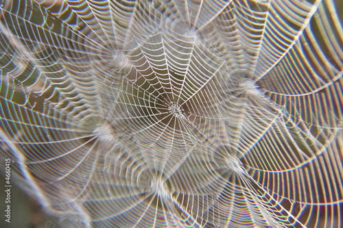 Multiple Spider Webs 2 Buy This Stock Photo And Explore