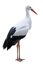 White Stork Bird Isolated On Blank Background