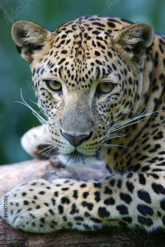 Doppelrollo mit Motiv - Leopard (von Kitch Bain)