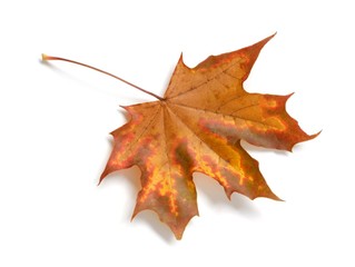 Wall Mural - leaf