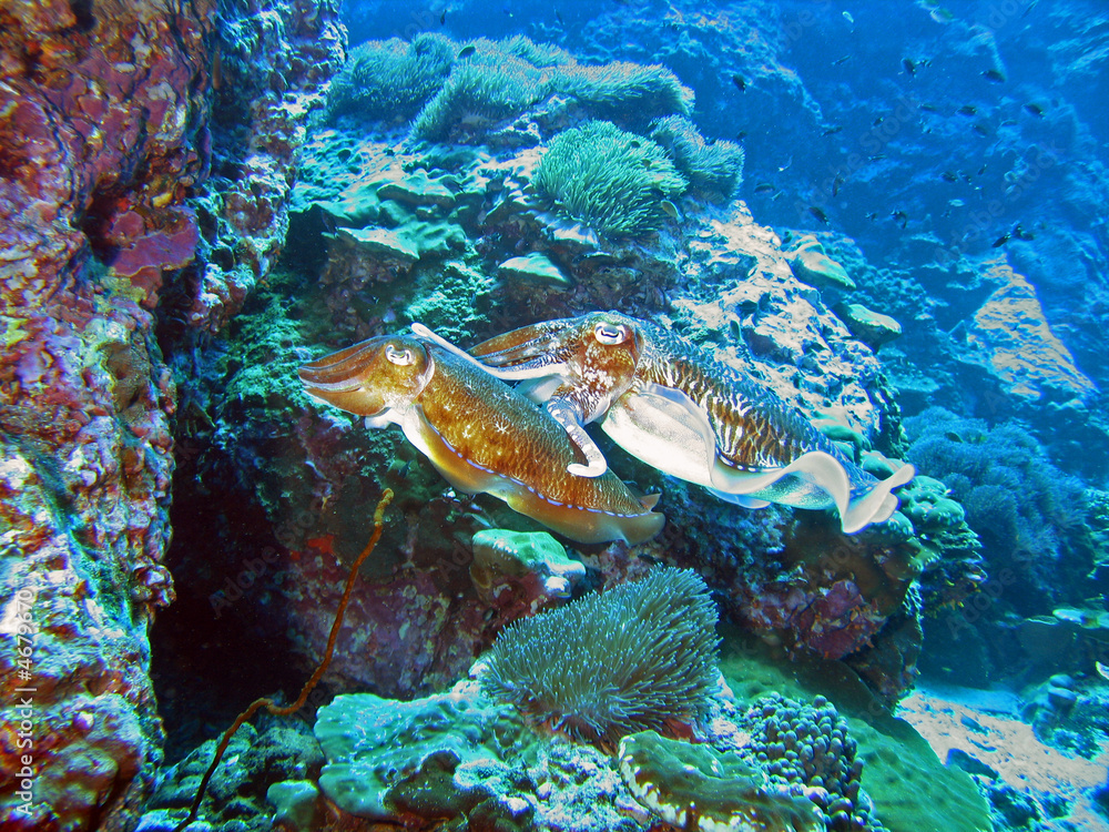 Mating Cuttlefish - obrazy, fototapety, plakaty 