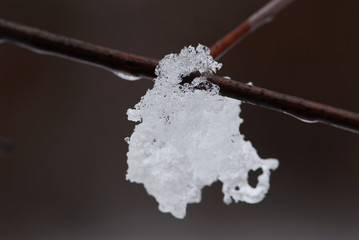 Wall Mural - Snow on a branch