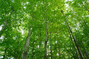 green forest