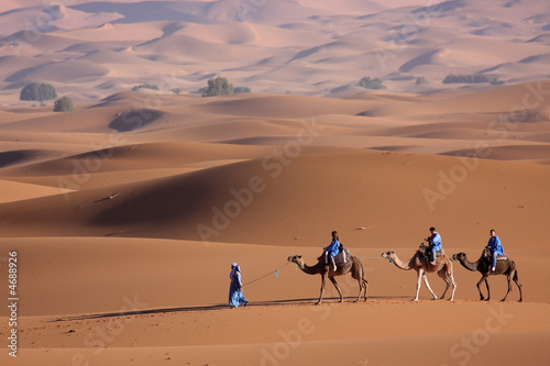 Plakat na papierze fotorealistycznym Dromedaries