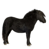 Shetland pony (2 years)
