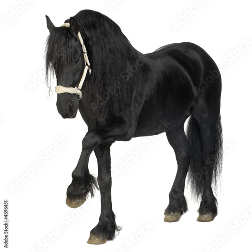 Foto-Vorhang - Friesian horse (von Eric Isselée)