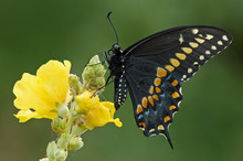 Black Swallowtail (Papilio Polyxenes) 