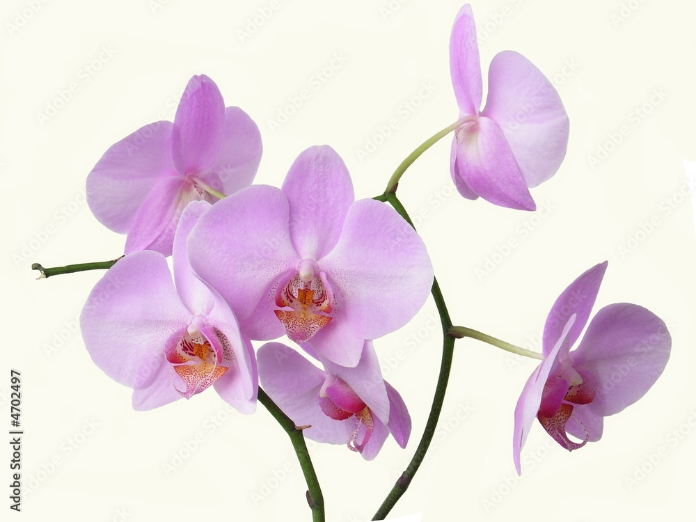 rozowe-kwiaty-orchidei