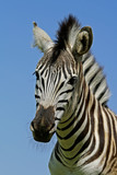 Fototapeta Konie - Plains Zebra (Equus quagga) portrait